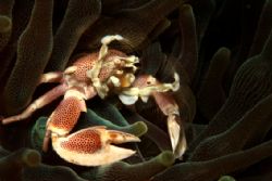 porcelain crab - Jemeluk Bay - Amed - Bali
Canon 20D - 1... by Michel De Ruyck 